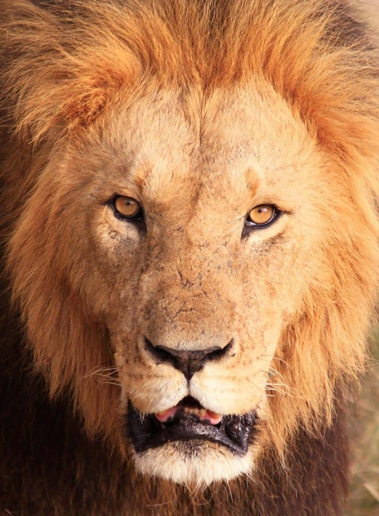 24--Kenya Lion