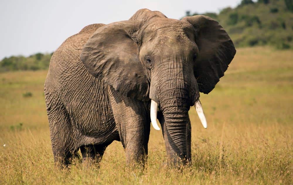 32--Kenya Elephant
