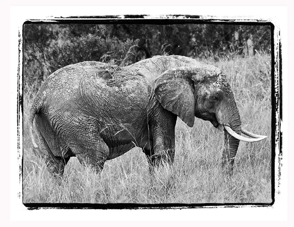 33-B & W Muddy Elephant