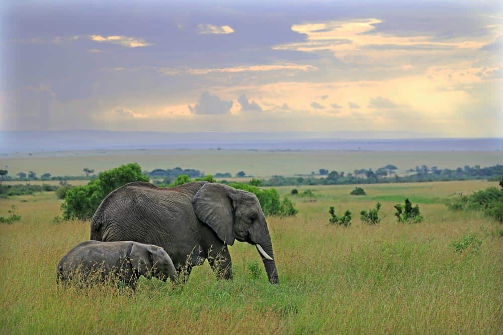 36--Kenya Elephants