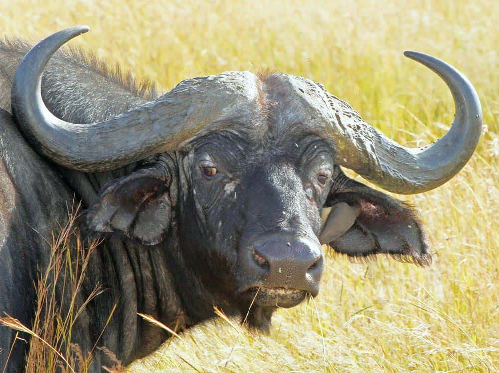 43--Kenya Waterbuffalo