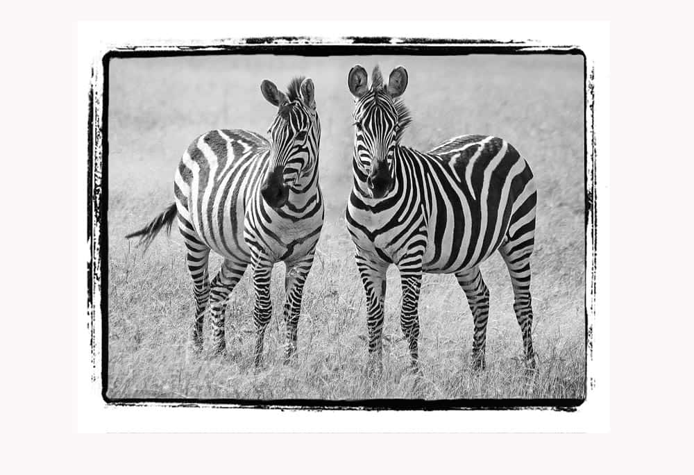 53--B & W Zebra Pair