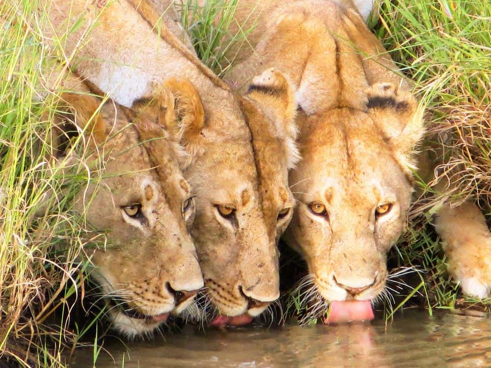 6--Lionesses