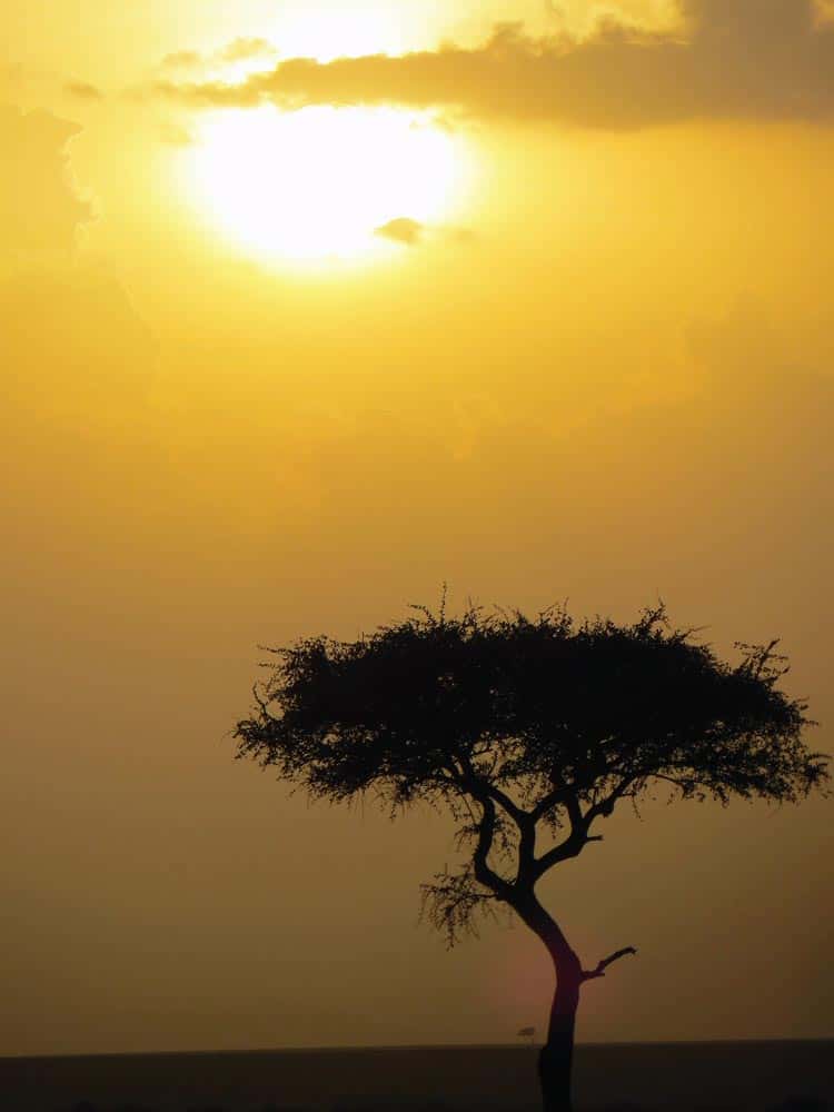 75--African Sunset