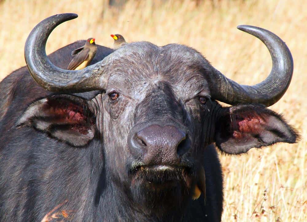 82--Kenya Waterbuffalo
